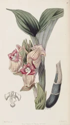 Acanthephippium javanicum
